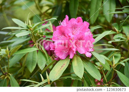 Rhododendron 123630673