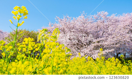 Sakura and rape blossoms (at Gongendo Tsutsumi) 123630820