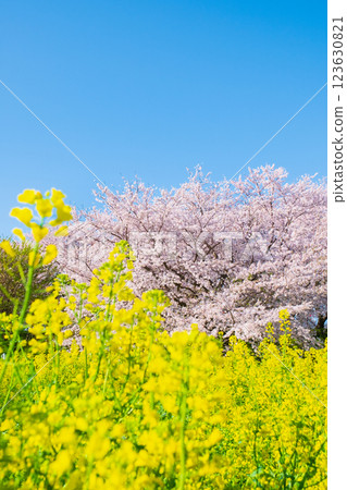 Sakura and rape blossoms (at Gongendo Tsutsumi) 123630821