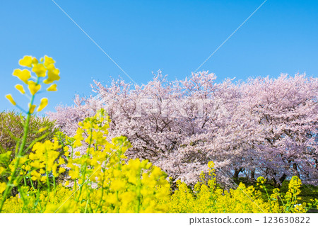 櫻花和油菜花(在Gongendo Sakuratsutsumi) 櫻花和油菜花(在Gongendo Sakuratsutsumi) 123630822