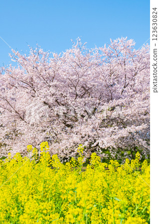 Sakura and rape blossoms (at Gongendo Tsutsumi) 123630824