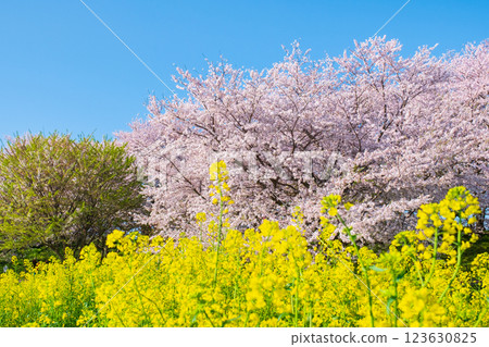 櫻花和油菜花（在Gongendo Sakuratsutsumi） 123630825