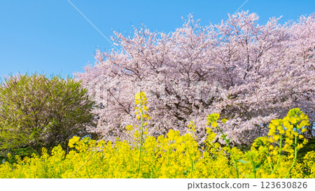 Sakura and rape blossoms (at Gongendo Tsutsumi) 123630826