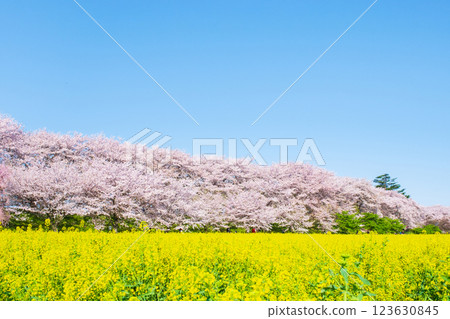Gyodo Shrine 123630845