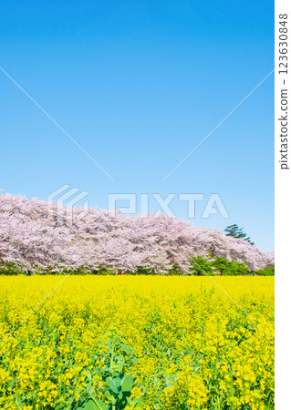 Gyodo Shrine 123630848