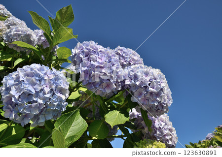 在藍天發光的八仙花屬 在藍天發光的八仙花屬 123630891