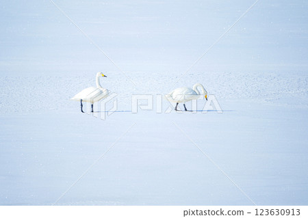 Two swans resting on frozen Lake Notoro in mid-winter Two swans resting on frozen Lake Notoro in mid-winter 123630913