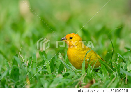 Bright yellow Saffron finch is looking for food on the grass. 123630916