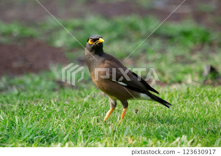 Common myna is foraging on the green grass in tropical garden. 123630917
