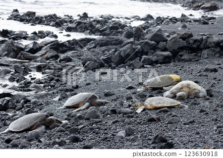 Hawaiian green sea turtles are resting on black rocks. Hawaiian green sea turtles are resting on black rocks. 123630918