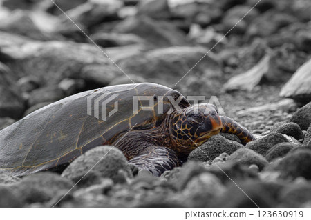 Hawaiian green sea turtle is resting on black rocks. Hawaiian green sea turtle is resting on black rocks. 123630919
