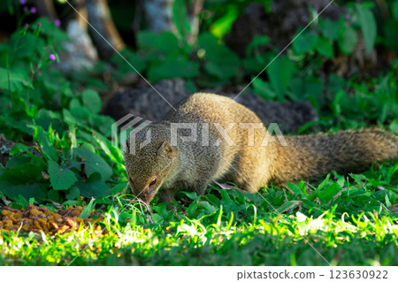 Invasive Small Asian mongoose is eating cat's food. 123630922