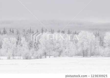 White winter landscape in prairies with field and trees in snow. 123630925