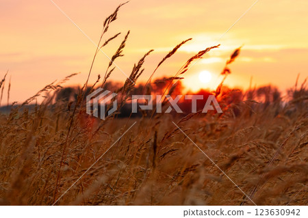 Grass heads' silhouettes in the orange light of the sunset in the field. Grass heads' silhouettes in the orange light of the sunset in the field. 123630942