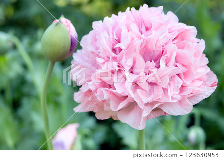 Double pink fluffy poppy flower with buds in the garden. 123630953