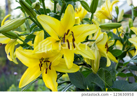 Vibrant yellow Asiatic lilies blooming among green foliage. Vibrant yellow Asiatic lilies blooming among green foliage. 123630958