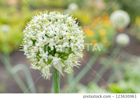 Onion bloom with white little flowers in the kitchen garden. 123630961