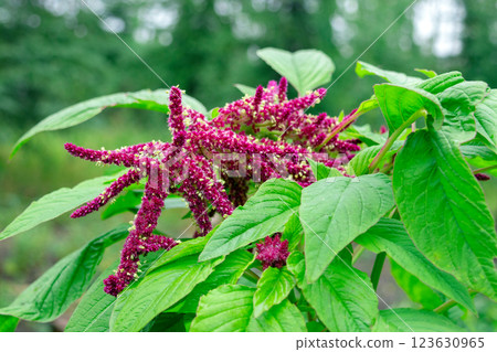 Red amaranth flowers with green leaves cultivated in the garden. Red amaranth flowers with green leaves cultivated in the garden. 123630965