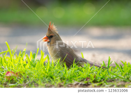 Female Northern cardinal is feeding on the ground in green grass. 123631006