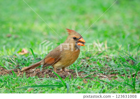 Female Northern cardinal is feeding on the ground in green grass. 123631008