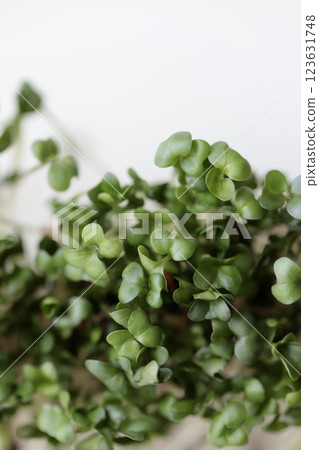 綠花椰菜芽：營養豐富的超級食品 123631748