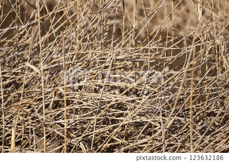 A sparrow resting on a reed A sparrow resting on a reed 123632186