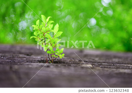 The vitality of young leaves sprouting powerfully from between the trees The vitality of young leaves sprouting powerfully from between the trees 123632348