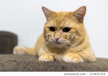 A short-legged cat, Munchkin, looking at something while relaxing 123632350