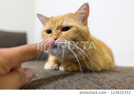 一隻可愛的芒奇金貓緊緊抓住你的手指 123632352