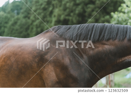 horse, thoroughbred, bloodstock 123632509