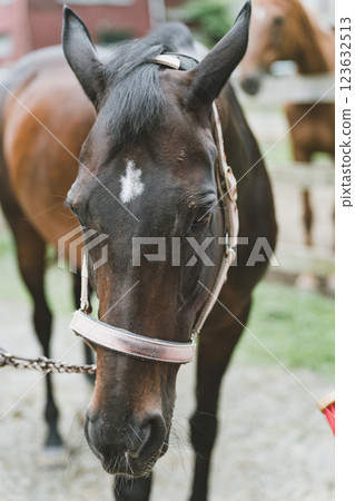 馬 馬兒 動物 123632513
