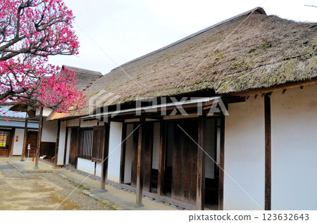 岩槻藩選教館與紅梅 岩槻藩選教館與紅梅 123632643