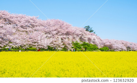 Gyodo Shrine 123632920