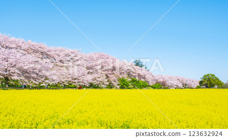 Gyodo Shrine 123632924