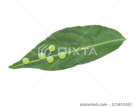 Swallowtail butterfly egg 123633261