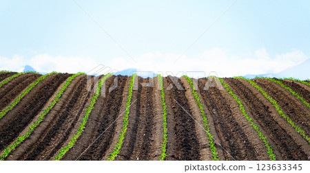 Spring scenery of neatly lined up seedlings in the fields of Tokachi Plain, Hokkaido 123633345