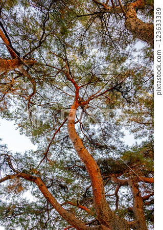 從下面查尋的杉樹 123633389