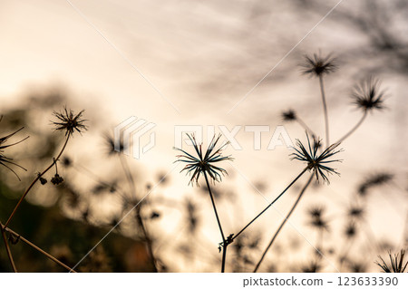 夕陽下的莎草花蕾 123633390