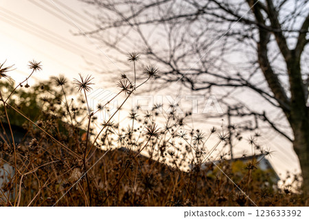 A sedge bud in the setting sun A sedge bud in the setting sun 123633392