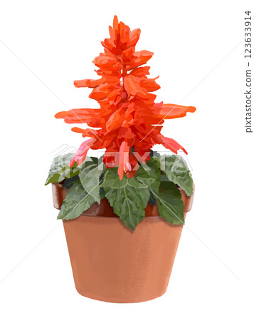 Salvia (potted plant) 123633914