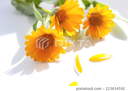 Calendula flower, white background Calendula flower, white background 123634592