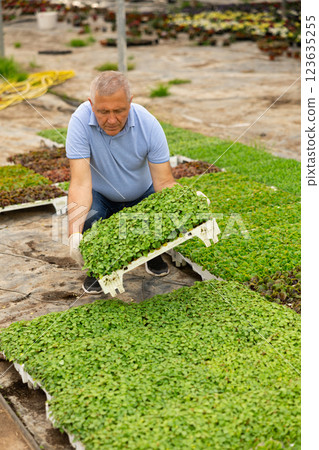 Adult man posing with planted basil 123635255