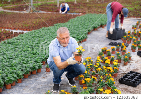 Old man worker sitting down and looking to the pot of marigold flower in greenhouse 123635368