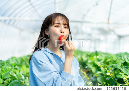A woman picking strawberries A woman picking strawberries A woman picking strawberries A woman picking strawberries 123635436