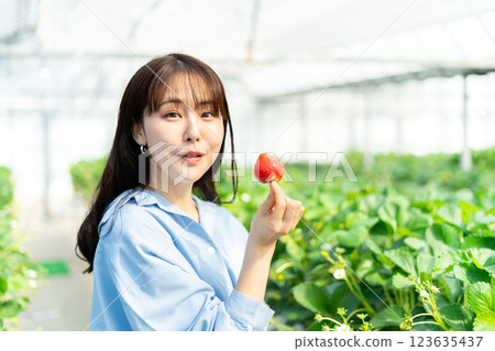 A woman picking strawberries A woman picking strawberries 123635437