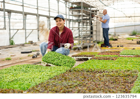 Smiling female gardener swaps pallets with young deren seedlings for full formation of plant. 123635794