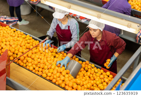 Two young women sorts tangerines on a conveyor line. Fruit quality check. Top view. 123635919