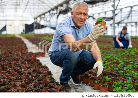 Mature male employee of wholesale warehouse of ornamental plants inspects young begonia seedlings Mature male employee of wholesale warehouse of ornamental plants inspects young begonia seedlings 123636063