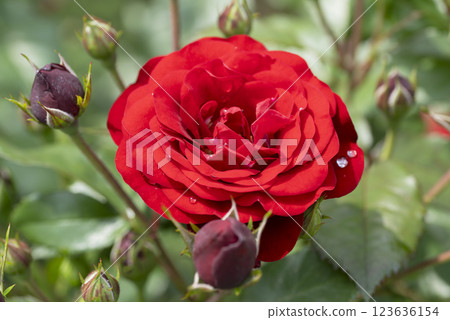 紅玫瑰花 123636154