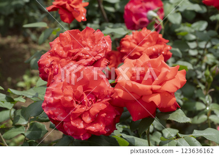 紅玫瑰花 123636162